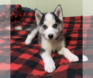 Medium Siberian Husky