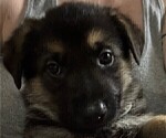 Small #11 German Shepherd Dog