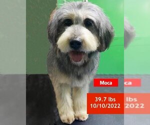 Schnauzer (Giant)-Unknown Mix Dogs for adoption in West Hollywood, CA, USA