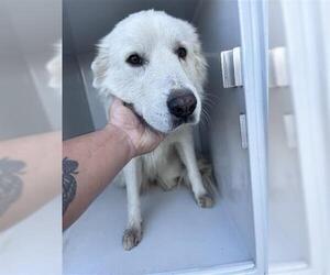 Great Pyrenees-Unknown Mix Dogs for adoption in Houston, TX, USA