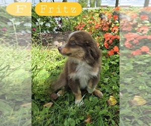 Miniature Australian Shepherd Puppy for sale in HOLTON, MI, USA