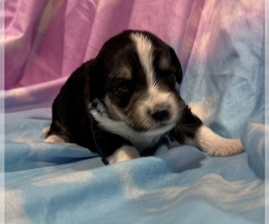 Pembroke Welsh Corgi-Poodle (Miniature) Mix Puppy for sale in LONGMONT, CO, USA