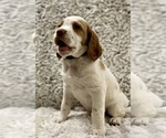 Small Photo #5 Brittany Puppy For Sale in GRANVILLE, MA, USA