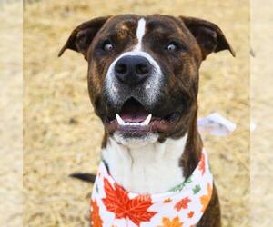 American Staffordshire Terrier-Unknown Mix Dogs for adoption in San Antonio, TX, USA