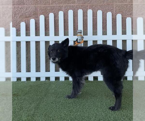 Medium Photo #1 German Shepherd Dog Puppy For Sale in Modesto, CA, USA