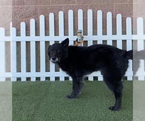 German Shepherd Dog Dogs for adoption in Modesto, CA, USA