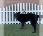 Small German Shepherd Dog