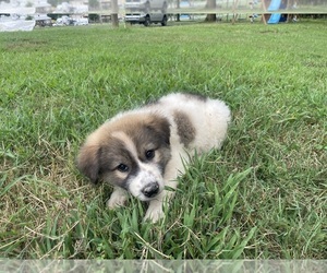 Great Pyrenees Puppy for sale in RESACA, GA, USA