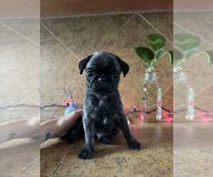 Pug Puppy for sale in ROUND ROCK, TX, USA