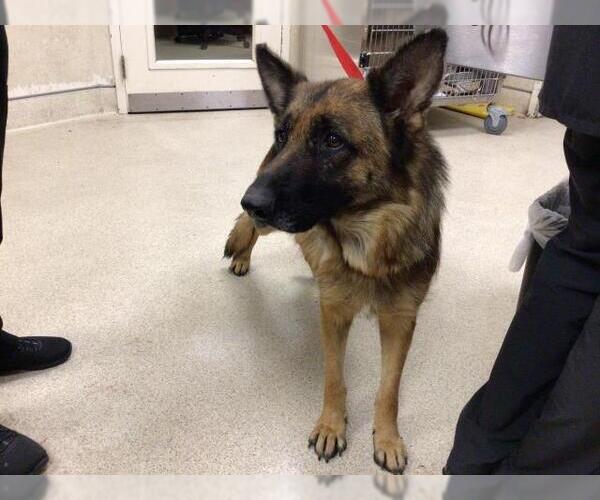 Medium Photo #1 German Shepherd Dog Puppy For Sale in Riverside, CA, USA