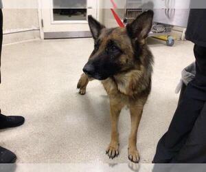 German Shepherd Dog Dogs for adoption in Riverside, CA, USA