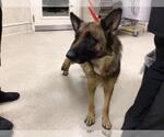 Small German Shepherd Dog