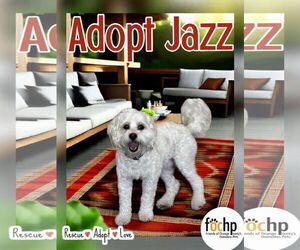 Havanese Dogs for adoption in Menifee, CA, USA
