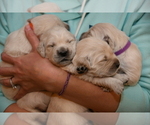 Small Photo #7 English Cream Golden Retriever Puppy For Sale in MCHENRY, IL, USA
