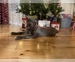 Small Photo #5 Cane Corso Puppy For Sale in WATERBURY, CT, USA