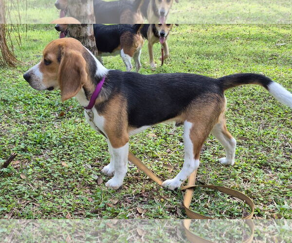 Medium Photo #5 Beagle Puppy For Sale in Dunnellon, FL, USA