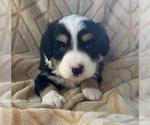 Small Photo #2 Bernedoodle (Miniature) Puppy For Sale in EDWARDSBURG, MI, USA