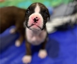 Small Photo #10 Boxer Puppy For Sale in EAST FISHKILL, NY, USA