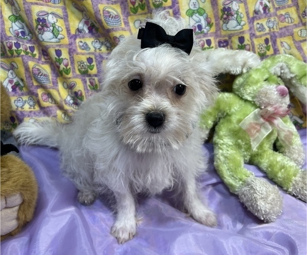 Medium Photo #6 Maltipoo Puppy For Sale in LANCASTER, MO, USA