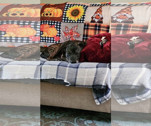 Medium Photo #5 Mutt Puppy For Sale in Calhoun, GA, USA