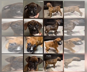 Boxer Puppy for sale in BRISTOL, IN, USA