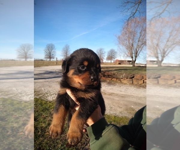 Medium Photo #21 Rottweiler Puppy For Sale in JASPER, MO, USA