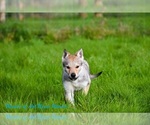 Small #19 Czech Wolfdog
