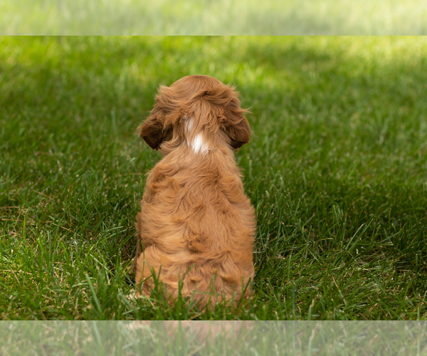 Medium Photo #17 Cocker Spaniel Puppy For Sale in NAPPANEE, IN, USA