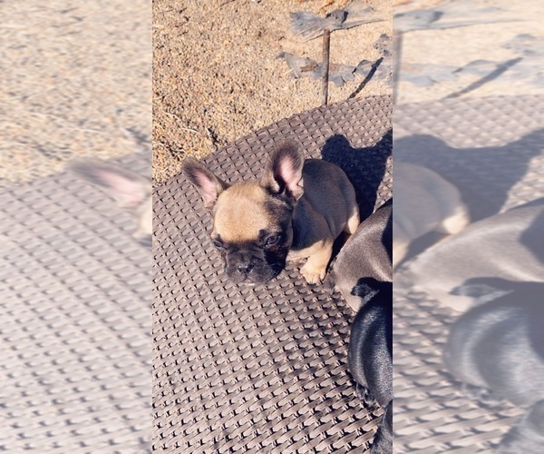 Medium Photo #4 French Bulldog Puppy For Sale in ATWATER, CA, USA