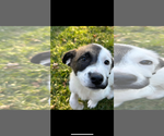 Small Photo #1 Labrador Retriever-Unknown Mix Puppy For Sale in Stephens City, VA, USA