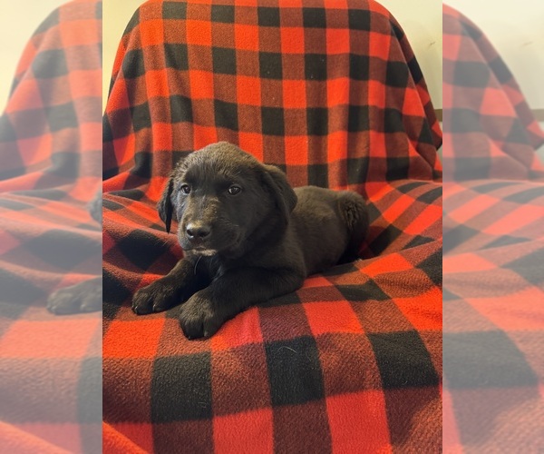 Medium Photo #2 Bernese Mountain Dog-Golden Labrador Mix Puppy For Sale in DAYTON, VA, USA