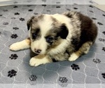 Small Photo #46 Miniature Australian Shepherd Puppy For Sale in SALISBURY, NC, USA