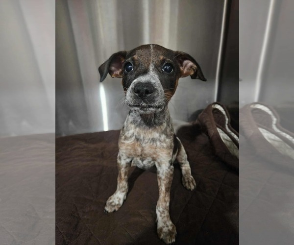 Medium Photo #1 Box heeler Puppy For Sale in El Centro, CA, USA