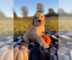 Small Photo #3 Goldendoodle Puppy For Sale in LANESVILLE, IN, USA