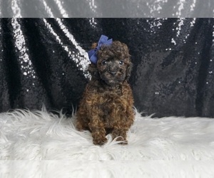 Poodle (Miniature) Puppy for sale in WARSAW, IN, USA