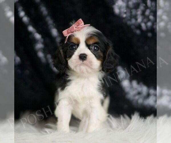 Medium Photo #86 Cavalier King Charles Spaniel Puppy For Sale in WARSAW, IN, USA