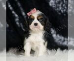 Small Photo #86 Cavalier King Charles Spaniel Puppy For Sale in WARSAW, IN, USA