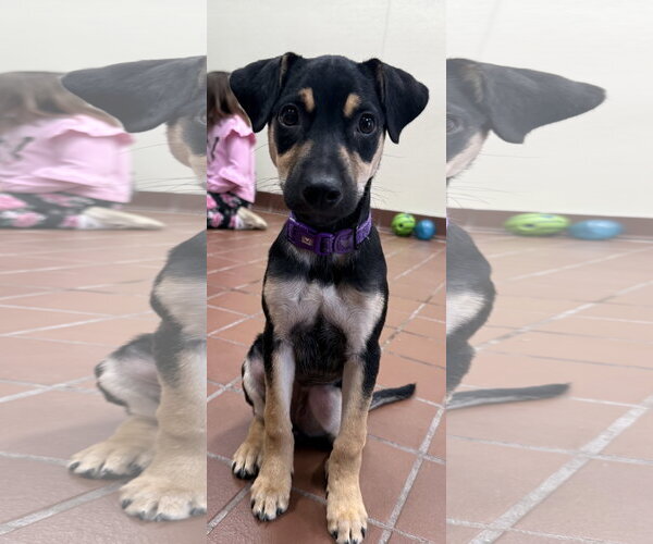 Medium Photo #1 Mutt Puppy For Sale in Jefferson, NJ, USA