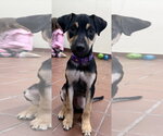Small Mutt