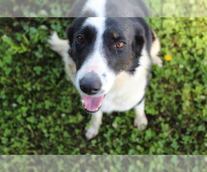 Border Collie Puppy for sale in BROWNSVILLE, TN, USA