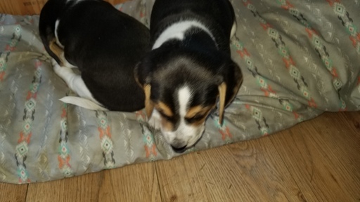 Medium Photo #1 Beagle Puppy For Sale in CENTRALIA, WA, USA