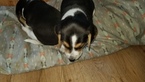 Small Photo #1 Beagle Puppy For Sale in CENTRALIA, WA, USA