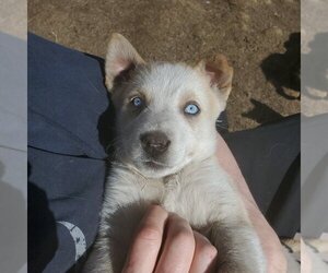 Aurora (Pup 5 PURPLE) - Female Huskies -Unknown Mix Dog for Adoption - Photo #3