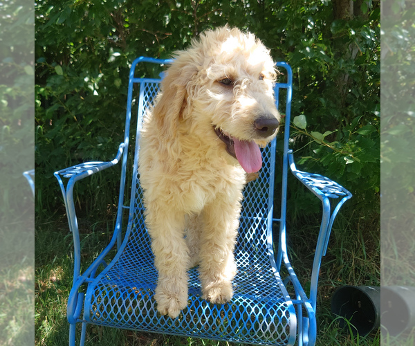 Medium Photo #1 Goldendoodle Puppy For Sale in PEYTON, CO, USA