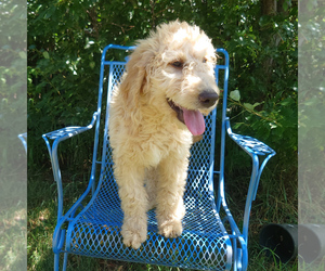 Goldendoodle Puppy for sale in PEYTON, CO, USA