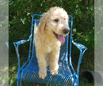 Small Goldendoodle