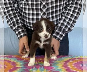 Miniature American Shepherd Puppy for sale in GARYSBURG, NC, USA
