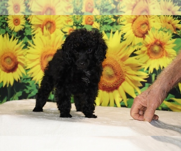 Medium Photo #35 Poodle (Toy) Puppy For Sale in DYERSBURG, TN, USA