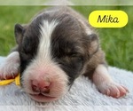 Puppy Mika Border Collie