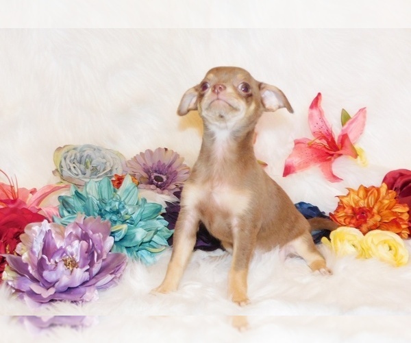 Medium Photo #13 Chihuahua Puppy For Sale in CHARLESTON, AR, USA